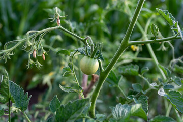 Green unripe tomatoes growing on the bush in the garden.