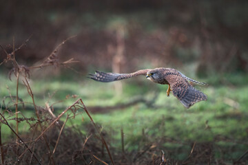 Kestrel flying in for the kill