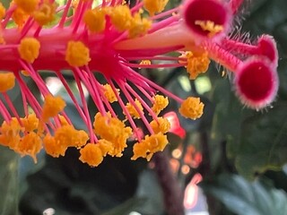 red flower in the garden