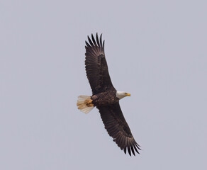American Bald Eagle in Flight 2