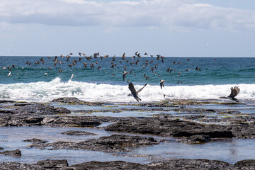 Birds fly over the sea