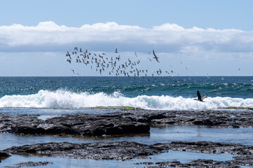 Birds fly over the sea