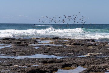 Birds fly over the sea