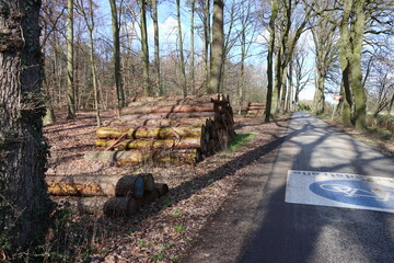 Baumst&auml;mme am Wegesrand