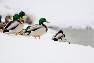 wild ducks on a winter lake in the city 28