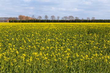 Flowering rapeseed field in the Betuwe near the rural village of Erichem.