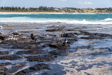 seagulls on the beach
