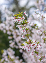 Spring background with blooming Japanese cherry blossoms