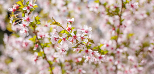 Spring background with blooming Japanese cherry blossoms
