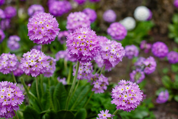 Primula denticulata (Drumstick Primula) in spring garden