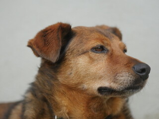brown dog portrait