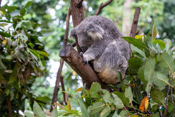 koala in tree