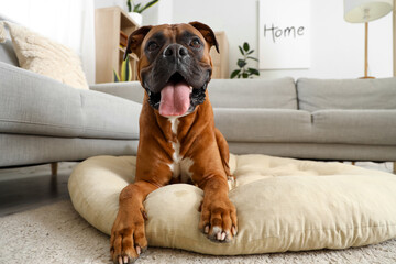 Boxer dog lying on pet bed at home - Powered by Adobe