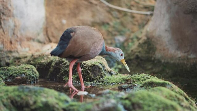 Large tropical bird, tall bird with colourful feathers, long orange beak, wildlife and nature on rocks and pond