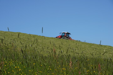 Meadow with tall grass and flowers. On the background is the grass mowed and on the horizon there is a defocused tractor mowing the grass. 