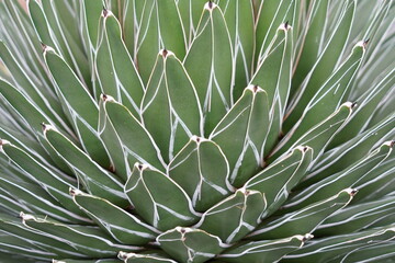 Naklejka na ściany i meble Cutout of agave plant, in Latin it is called Agave victoriae-regina. Its succulent leaves have typical thin white edge. Suitable as a background with plant themes. There is a lot of copy space. 