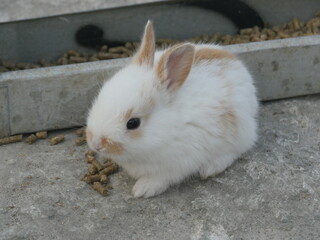Fluffy white and brown bunny