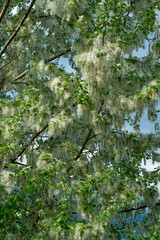 Poplar fluff on branches. Strong allergen, health hazard concept.