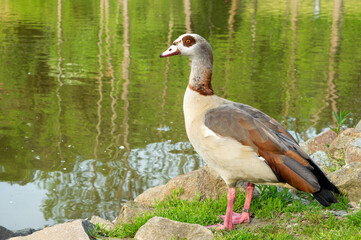 Nile goose standing in green grass near a pond. Alopochen aegyptiaca or Egyptian goose. 
