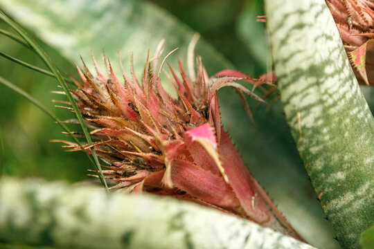 Blooming pink bromeliad aechmea fasciata plant with textured leaves and ornamental flower structure. Exotic tropical houseplant in natural light