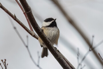 Black-capped chickadee perching on tree branch.