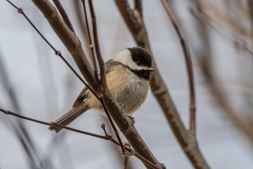 Black-capped chickadee perching on tree branch.