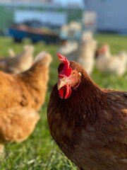 Freiland Hühner auf einer Wiese mit braunen Federn und rotem kamm bewegen sich auf einer grünen Wiese