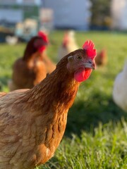 Freiland Hühner auf einer Wiese mit braunen Federn und rotem kamm bewegen sich auf einer grünen Wiese