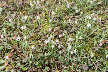 zahlreiche Schneeglöckchen als Frühlingsboten