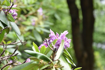 die Bunte blüte eines Krokos oder eines Stiefmütterchens auf einer Wiese eines Naturgartens mit einheimischen Wildblumen