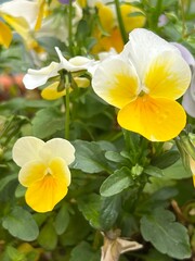 Bunte blühte einer Wildblume in einem Naturgarten