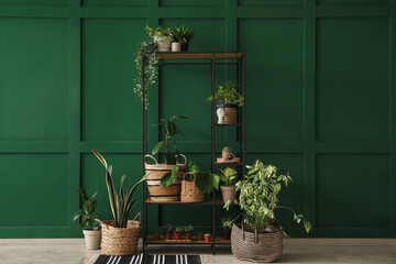Shelving unit with potted houseplants near green wall in room