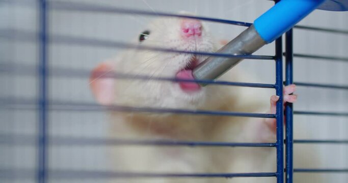 WHITE RAT LOCATED IN THE CAGE DRINKS WATER CLOSE-UP | 4k, 12 bit video sources: bmd raw
