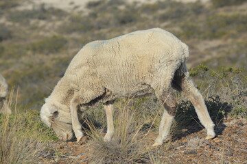 Corderos en la patagonia argentina