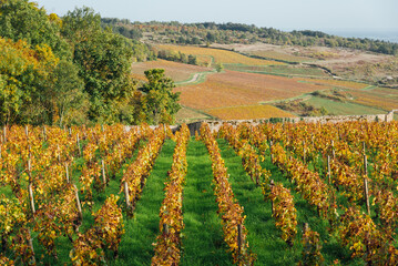 Fototapeta na wymiar Vue d'un vignoble sur une colline. La Côte-d'Or en automne. Des vignes automnales. Paysage viticole. La viticulture en France. Bourgogne