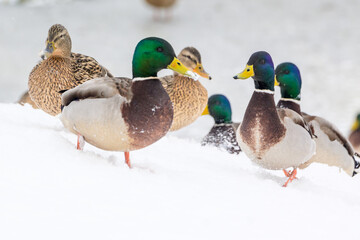 wild ducks on a winter lake in the city 3