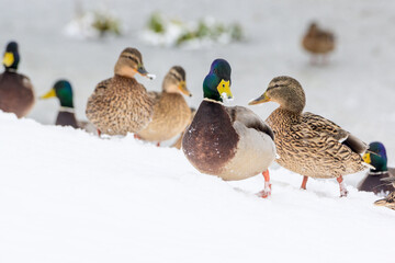 wild ducks on a winter lake in the city 1