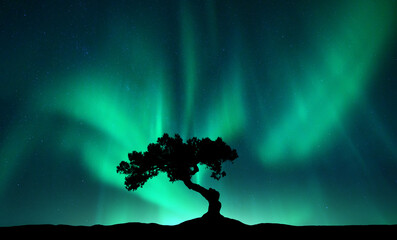 Northern lights over the alone tree at night. Aurora borealis and silhouette of beautiful tree on the hill. Winter landscape with polar lights, sky with stars and bright green aurora. Colorful scenery - obrazy, fototapety, plakaty