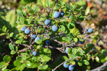 Blueberries in the tundra.