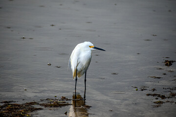snowy egret wades in shallow swamp water