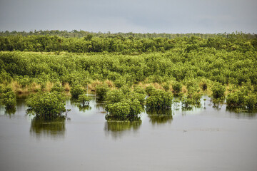 mangroves in flooded marsh