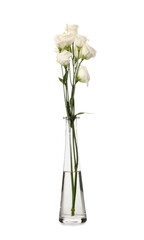 Glass vase with beautiful eustoma flowers isolated on white background