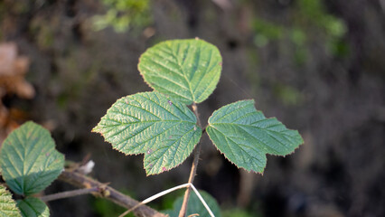 3 leaf grass. poisonous leaves in the forest
