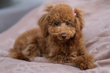 A toy poodle dog lies on a soft blanket. Red-brown toy poodle puppy