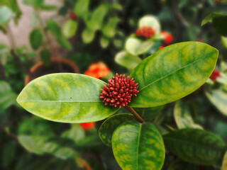 Obraz premium Flores