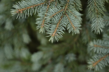 green branches of a pine tree close-up, short needles of a coniferous tree close-up on a green background, texture of needles of a Christmas tree close-up Fir brunch is close. Shallow focus