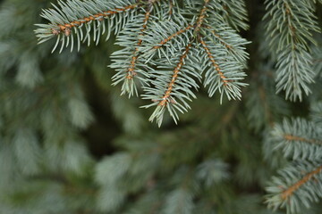 green branches of a pine tree close-up, short needles of a coniferous tree close-up on a green background, texture of needles of a Christmas tree close-up Fir brunch is close. Shallow focus