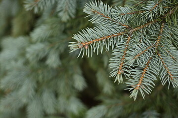 green branches of a pine tree close-up, short needles of a coniferous tree close-up on a green background, texture of needles of a Christmas tree close-up Fir brunch is close. Shallow focus