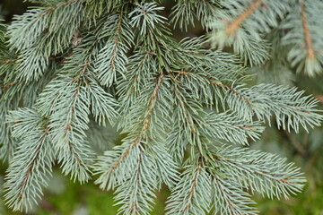 green branches of a pine tree close-up, short needles of a coniferous tree close-up on a green background, texture of needles of a Christmas tree close-up Fir brunch is close. Shallow focus
