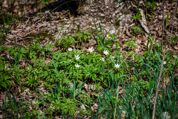 Anemonoides nemorosa (syn. Anemone nemorosa), the wood anemone, is an early-spring flowering plant in the buttercup family Ranunculaceae, native to Europe. 